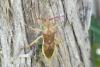 Gonocerus juniperi
